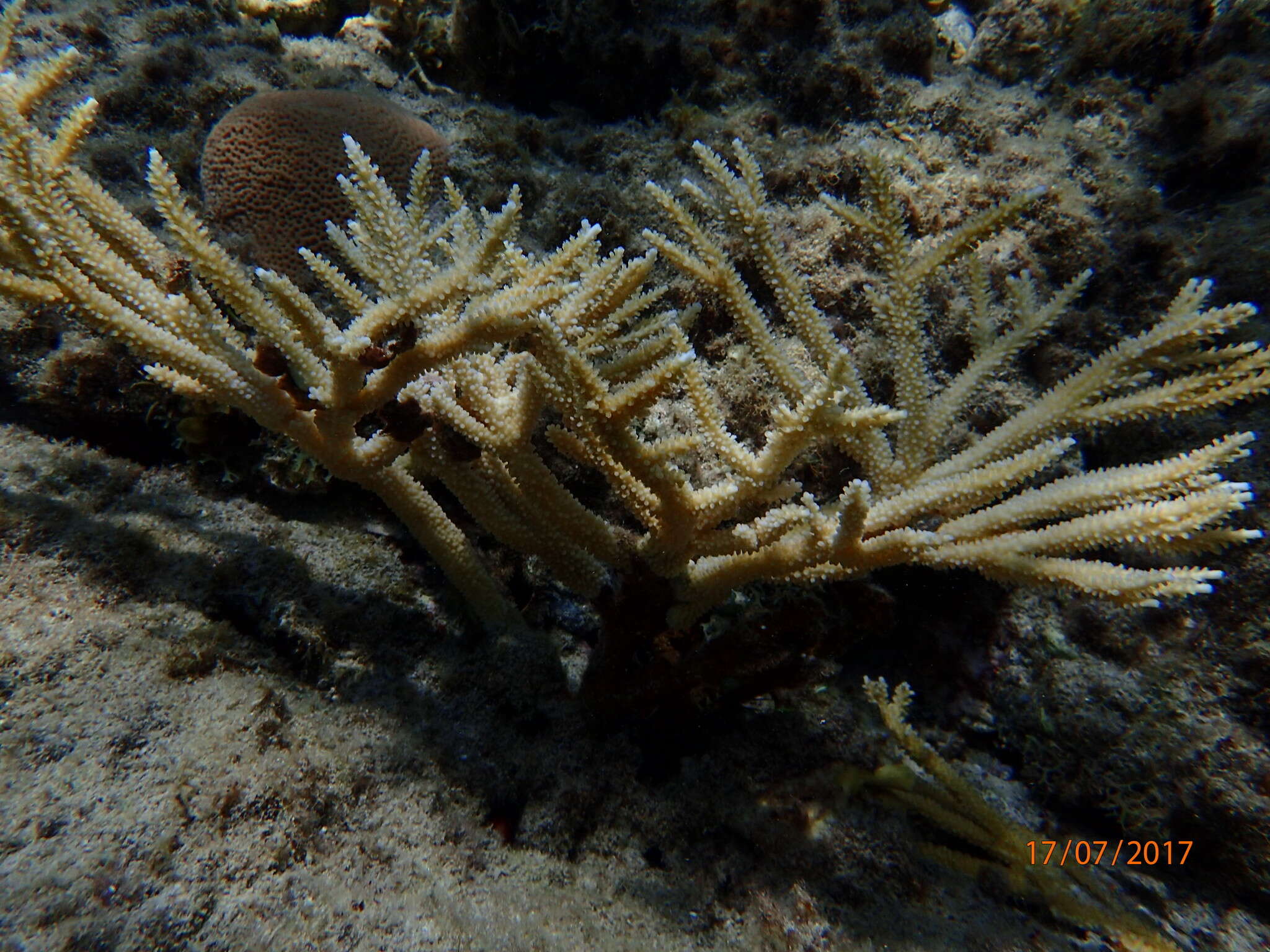 Image of Staghorn Coral