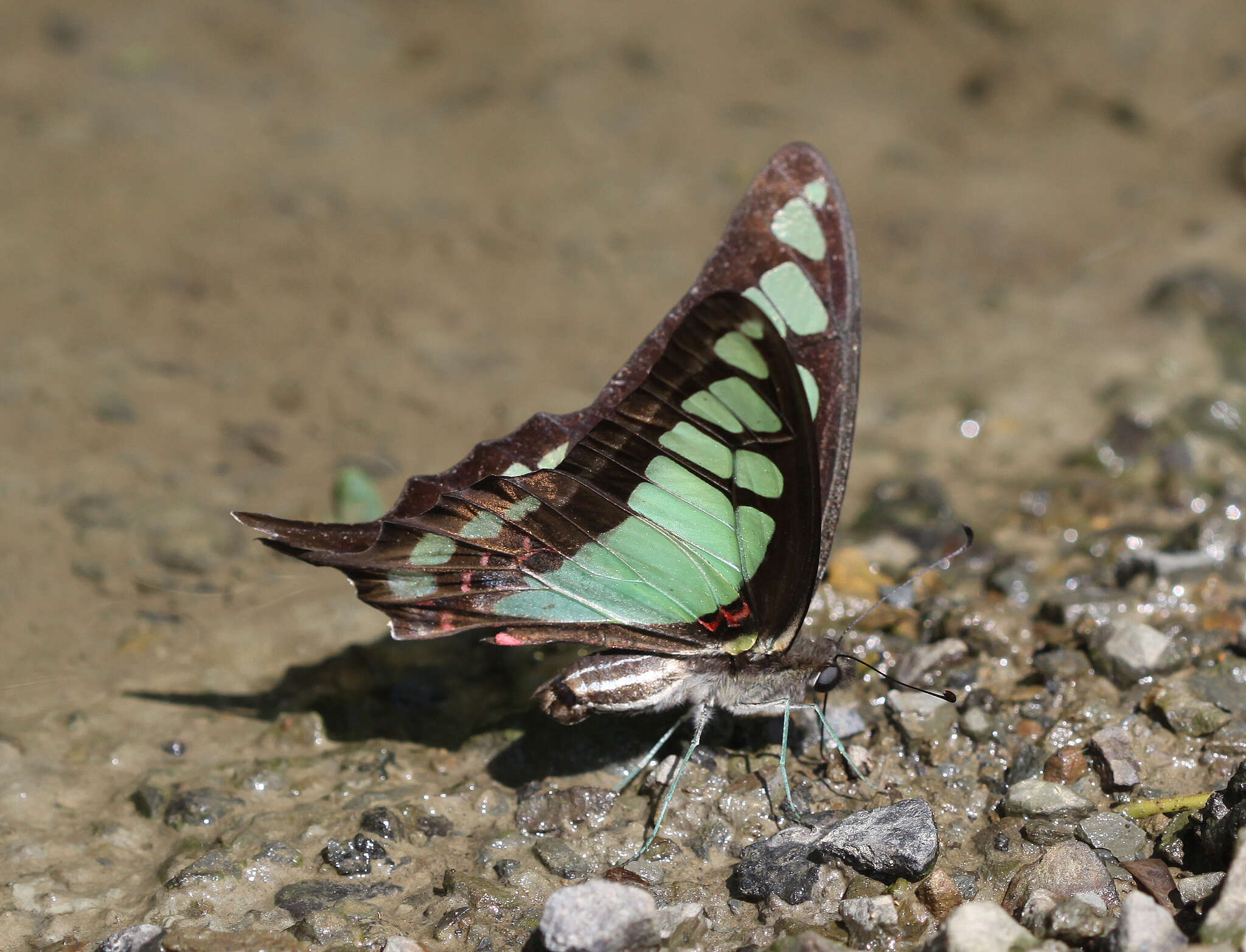 Image of <i>Graphium <i>cloanthus</i></i> cloanthus