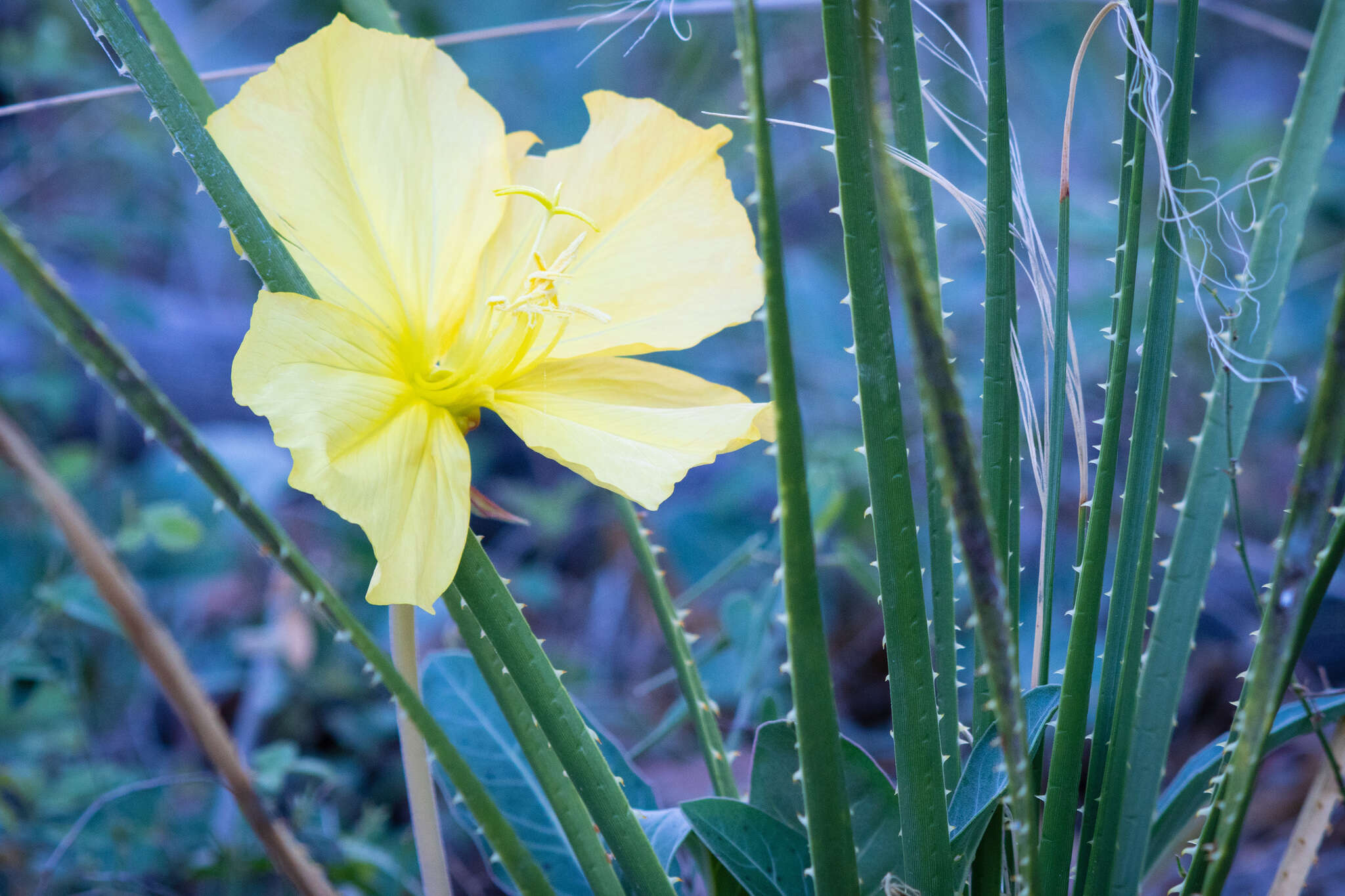 Plancia ëd Oenothera brachycarpa A. Gray