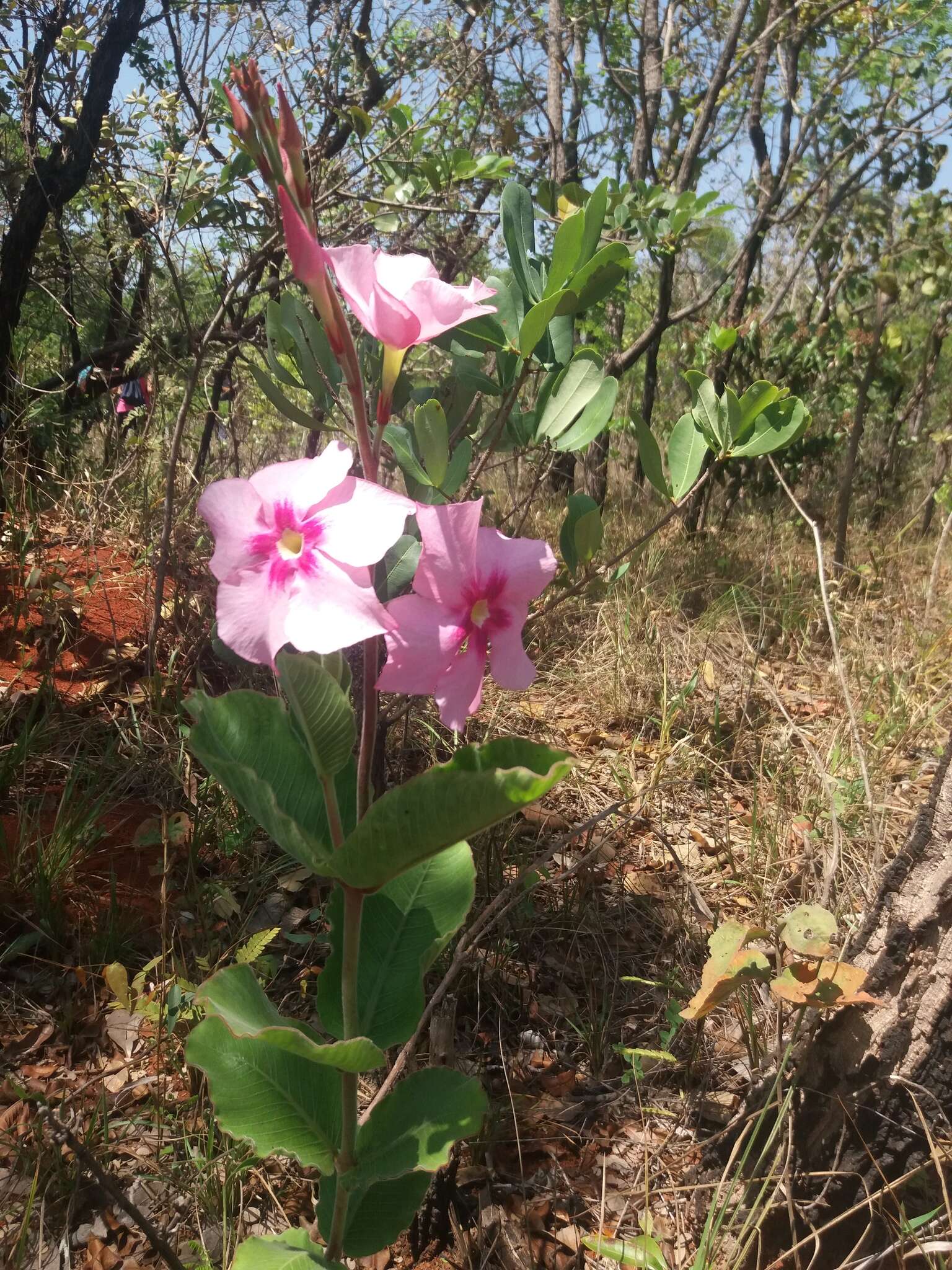 Image of Mandevilla illustris (Vell.) R. E. Woodson