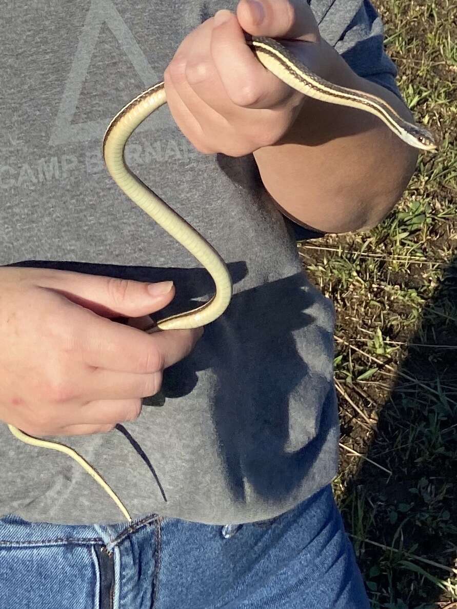 Image of Thamnophis proximus proximus (Say ex James 1823)