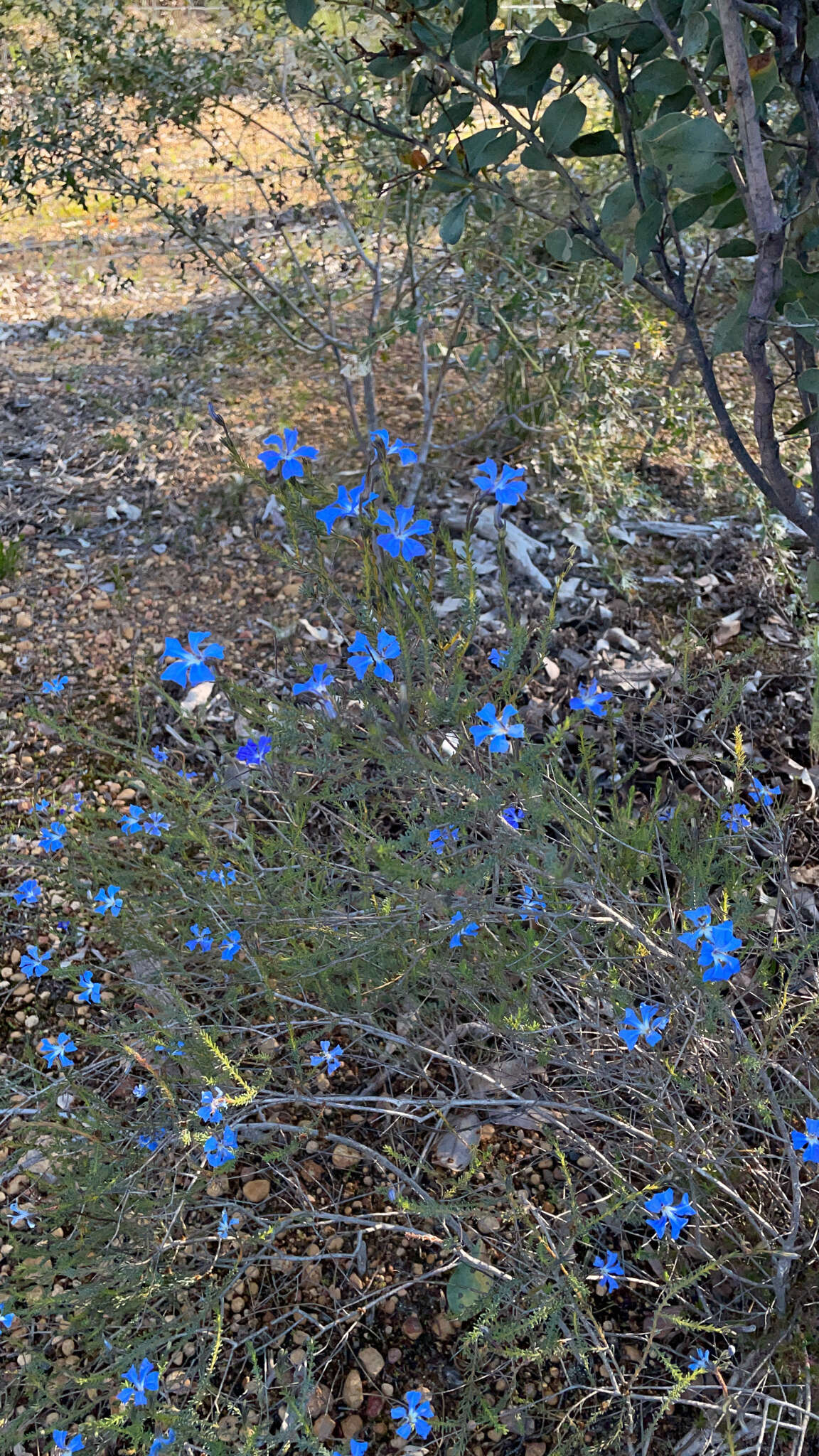 Image of Blue Lechenaultia