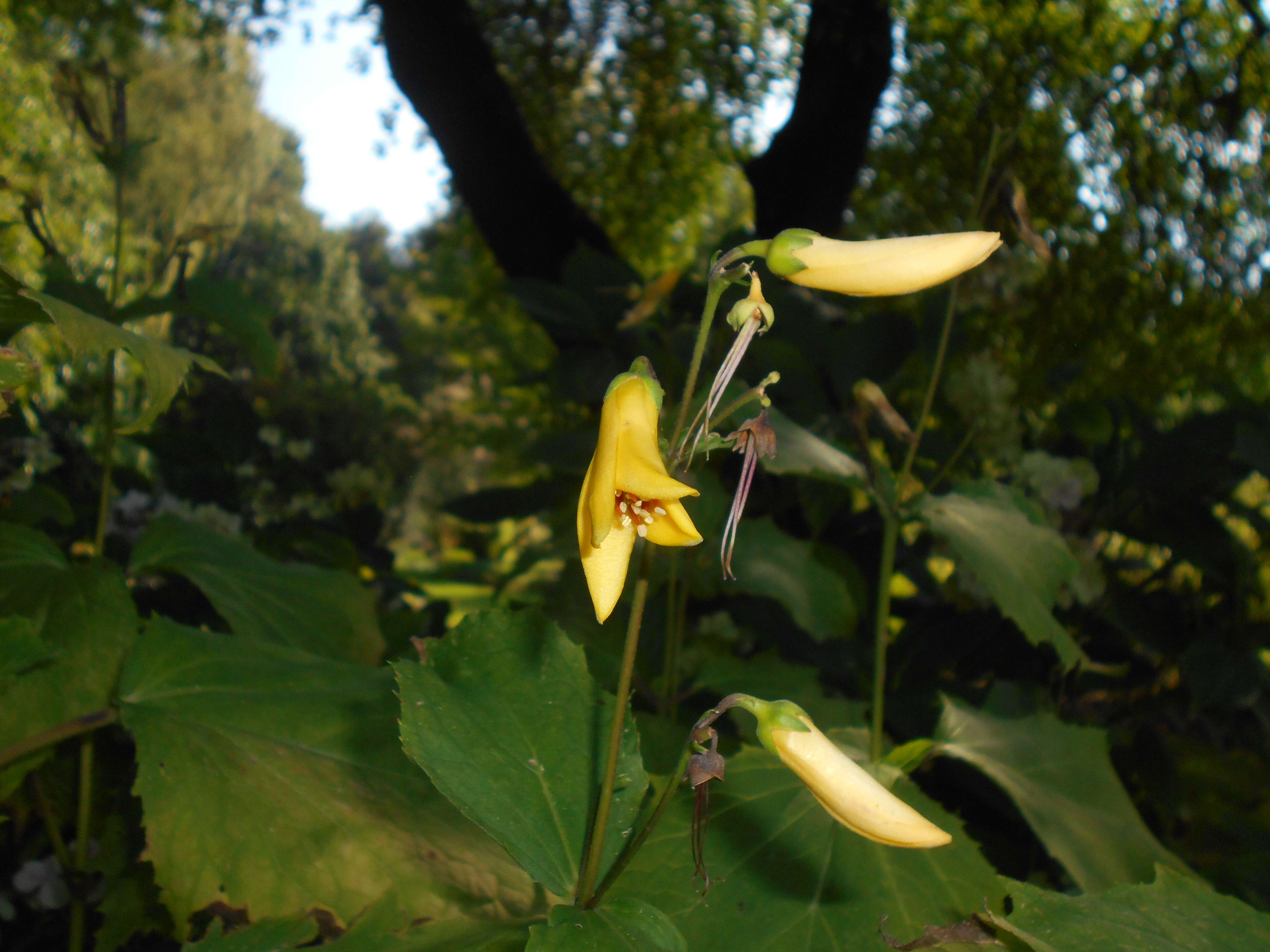 Image of Kirengeshoma palmata Yatabe