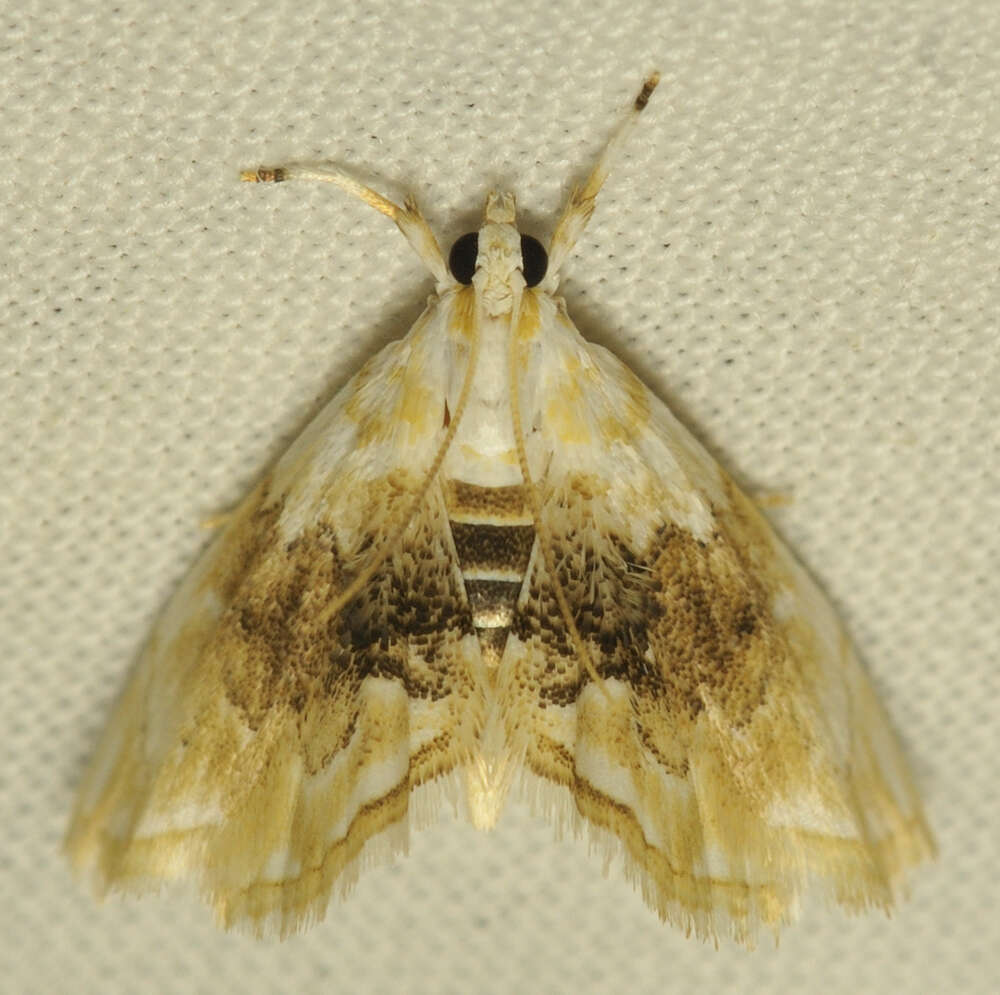 Слика од Lipocosma sicalis Walker 1859