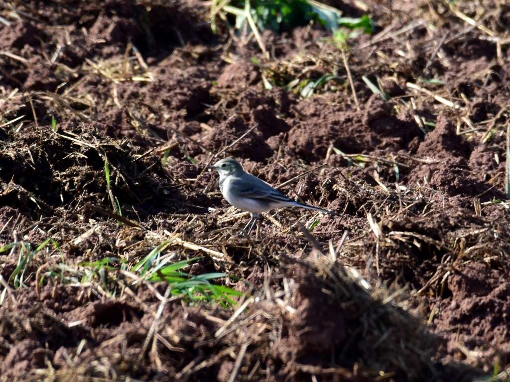 Image of Pied Wagtail and White Wagtail