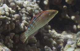 Image of Adorned wrasse