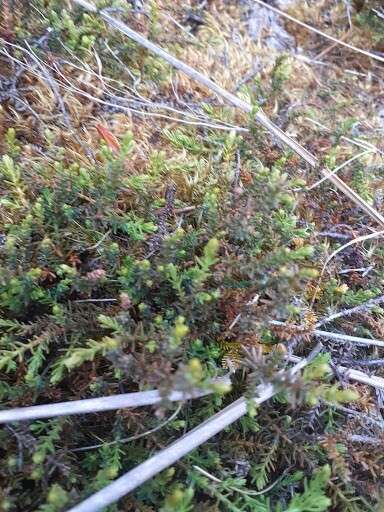 Imagem de Lepidothamnus laxifolius (Hook. fil.) Quinn