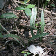 Imagem de Oeceoclades maculata (Lindl.) Lindl.