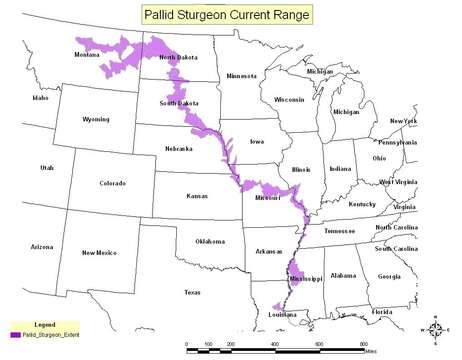 Image of Pallid Sturgeon