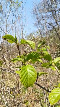 Image of Japanese alder