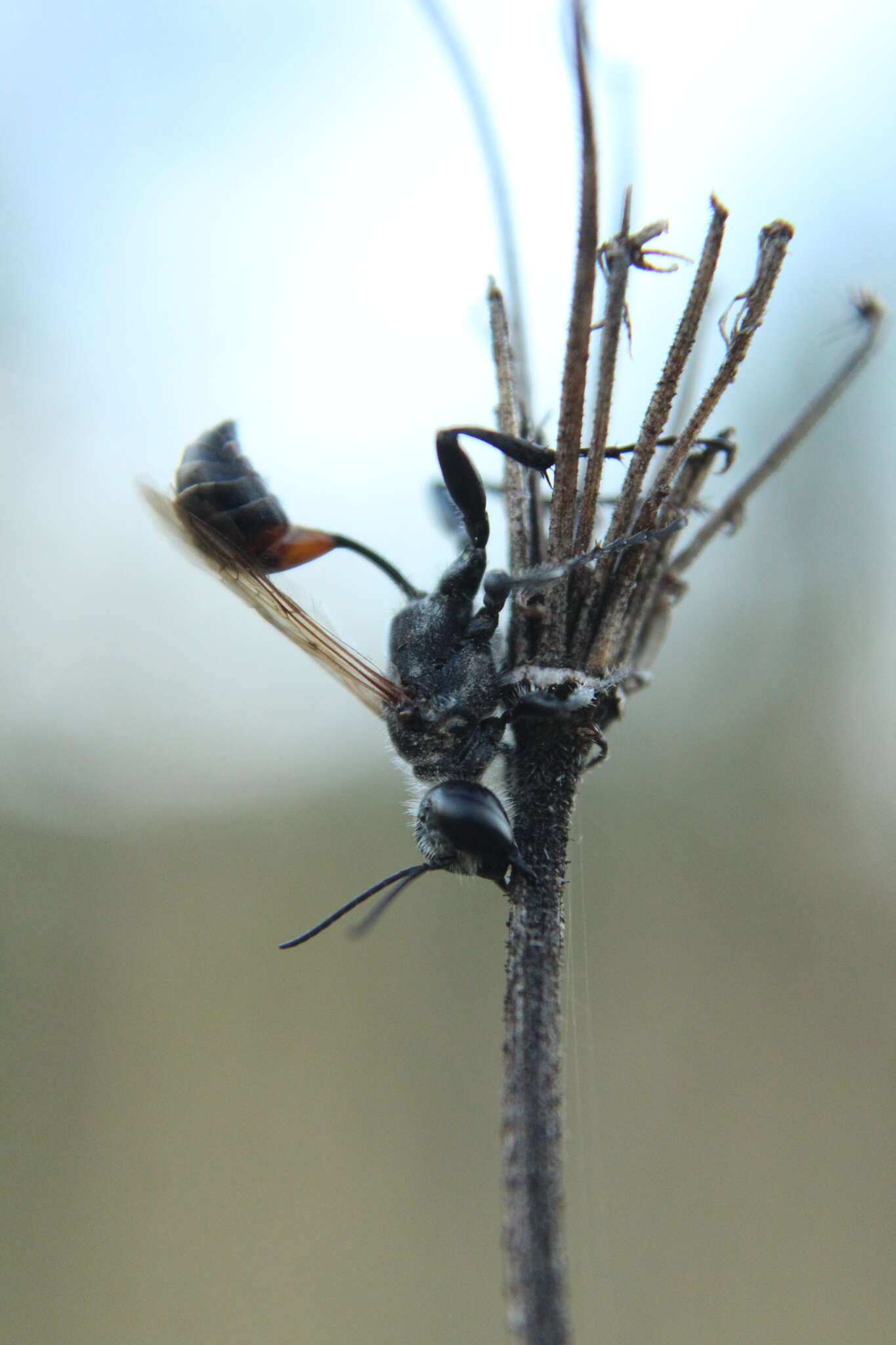 Image of Prionyx lividocinctus (A. Costa 1861)