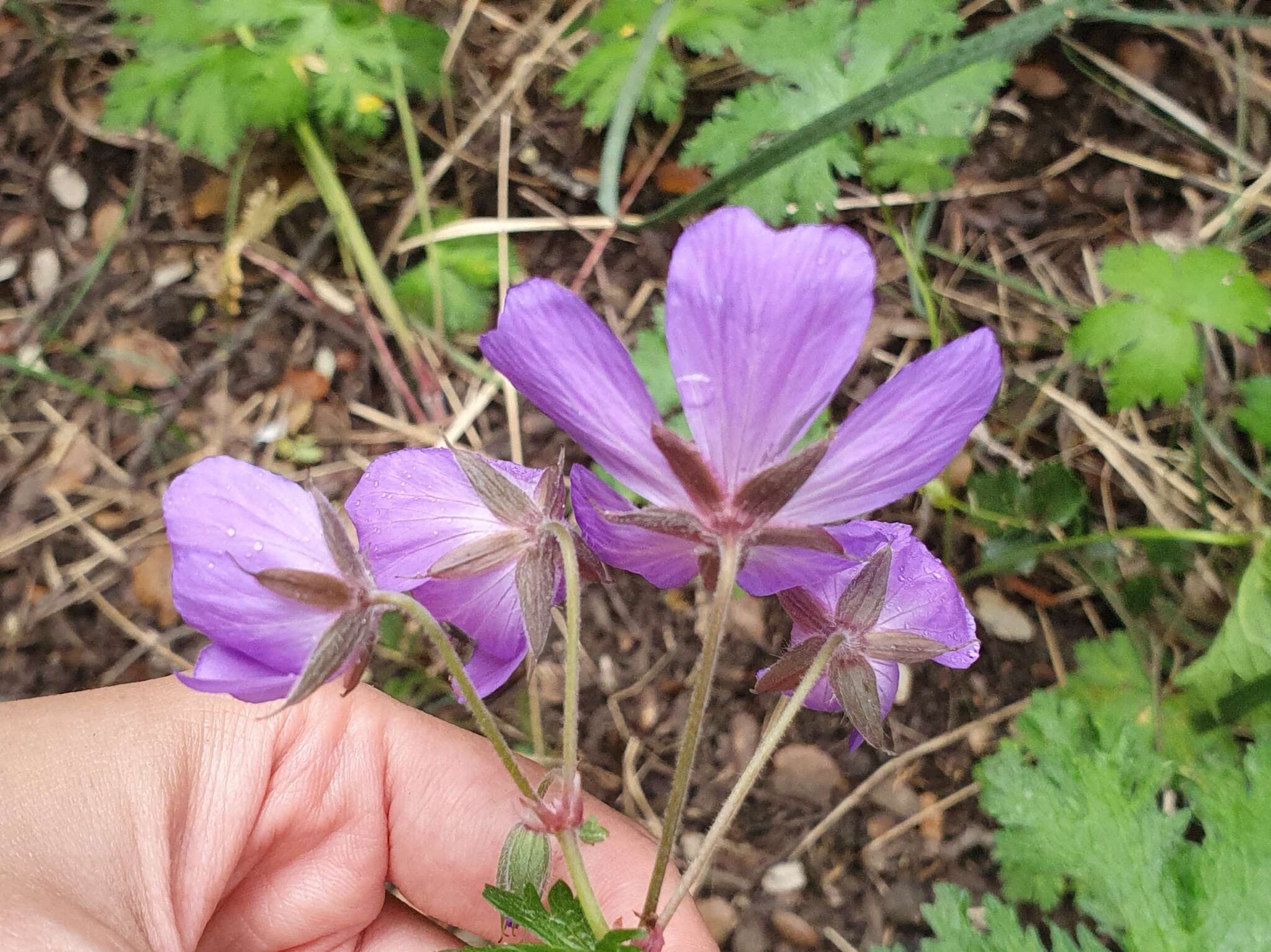 Image of Geranium atlanticum Boiss.