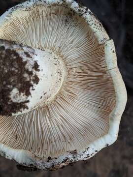 Image of Tricholoma manzanitae T. J. Baroni & Ovrebo 1983