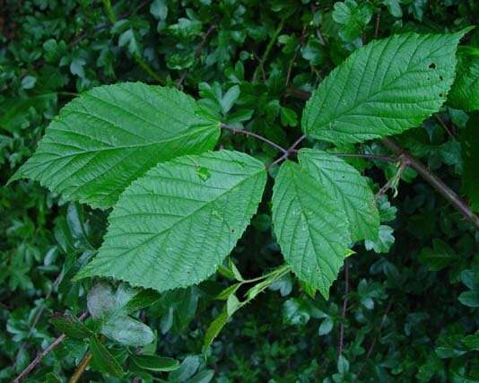 Image of Rubus rudis Weihe & Nees