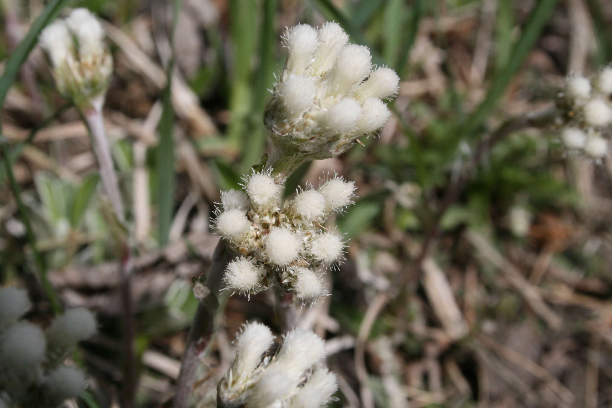 Image de Antennaria howellii subsp. canadensis (Greene) R. J. Bayer