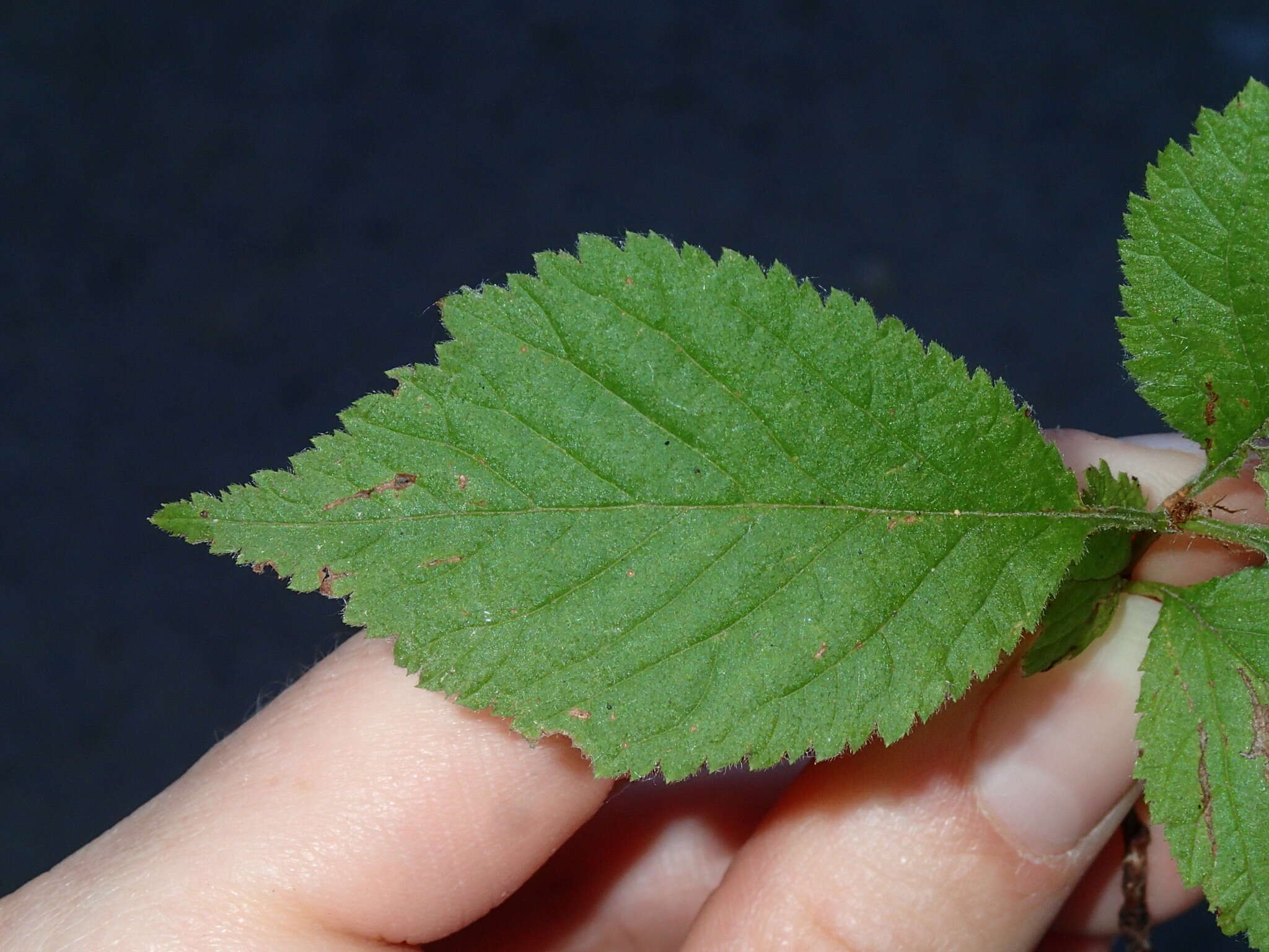 Sivun Prunus triloba Lindl. kuva