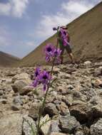 Image of Schizanthus nutantiflorus J. Chinga & Lavandero