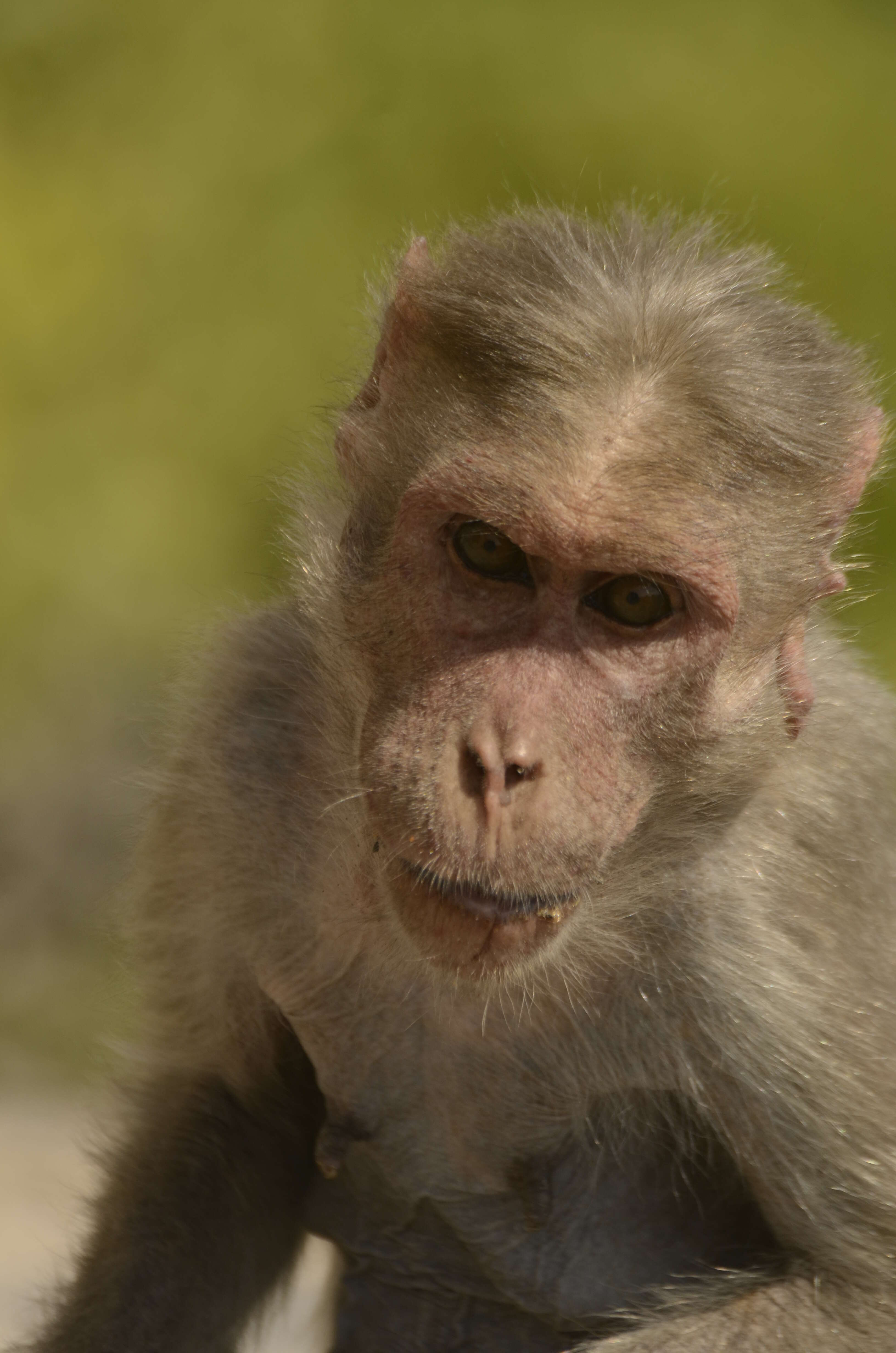 Image of Bonnet Macaque