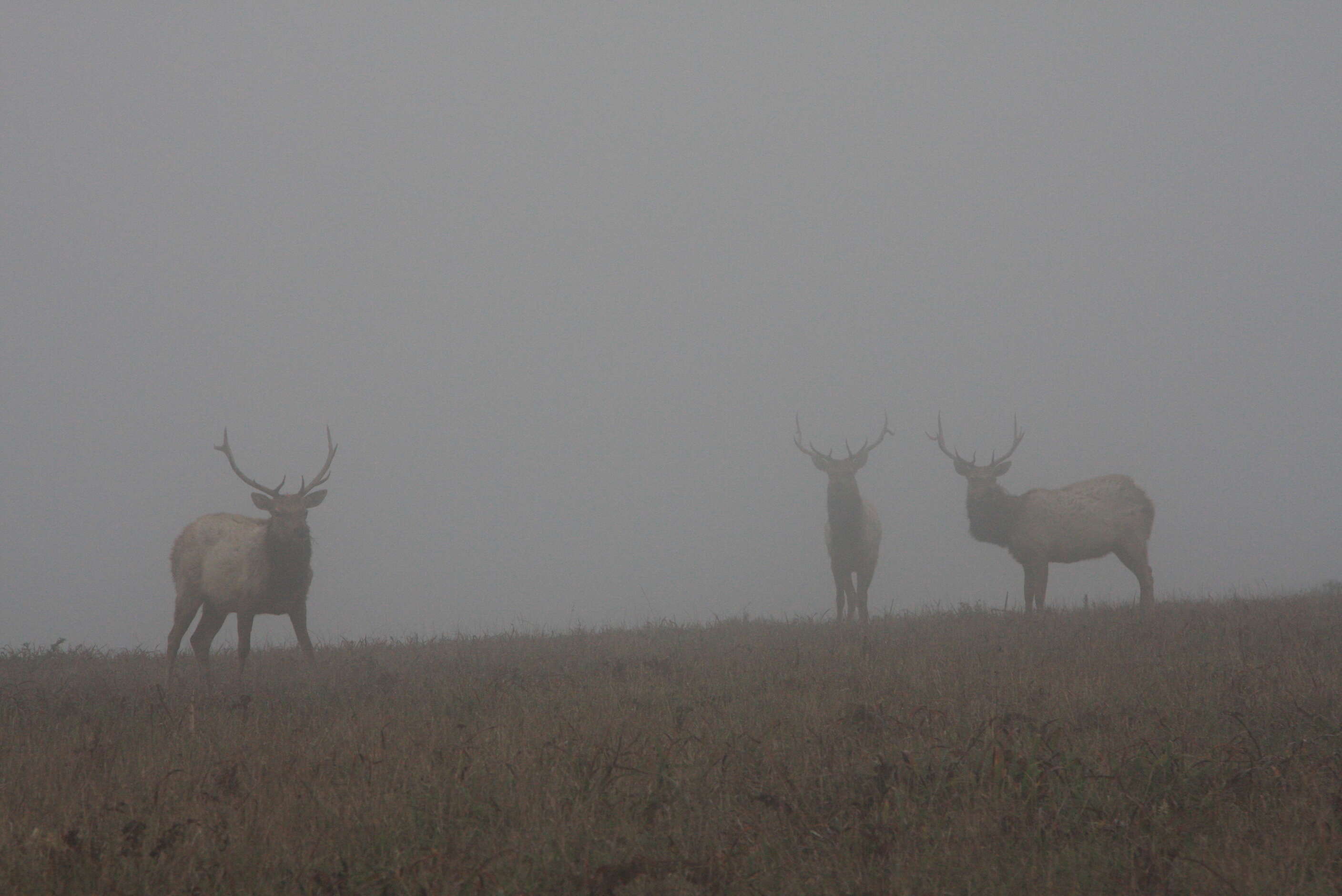 Image of North American elk