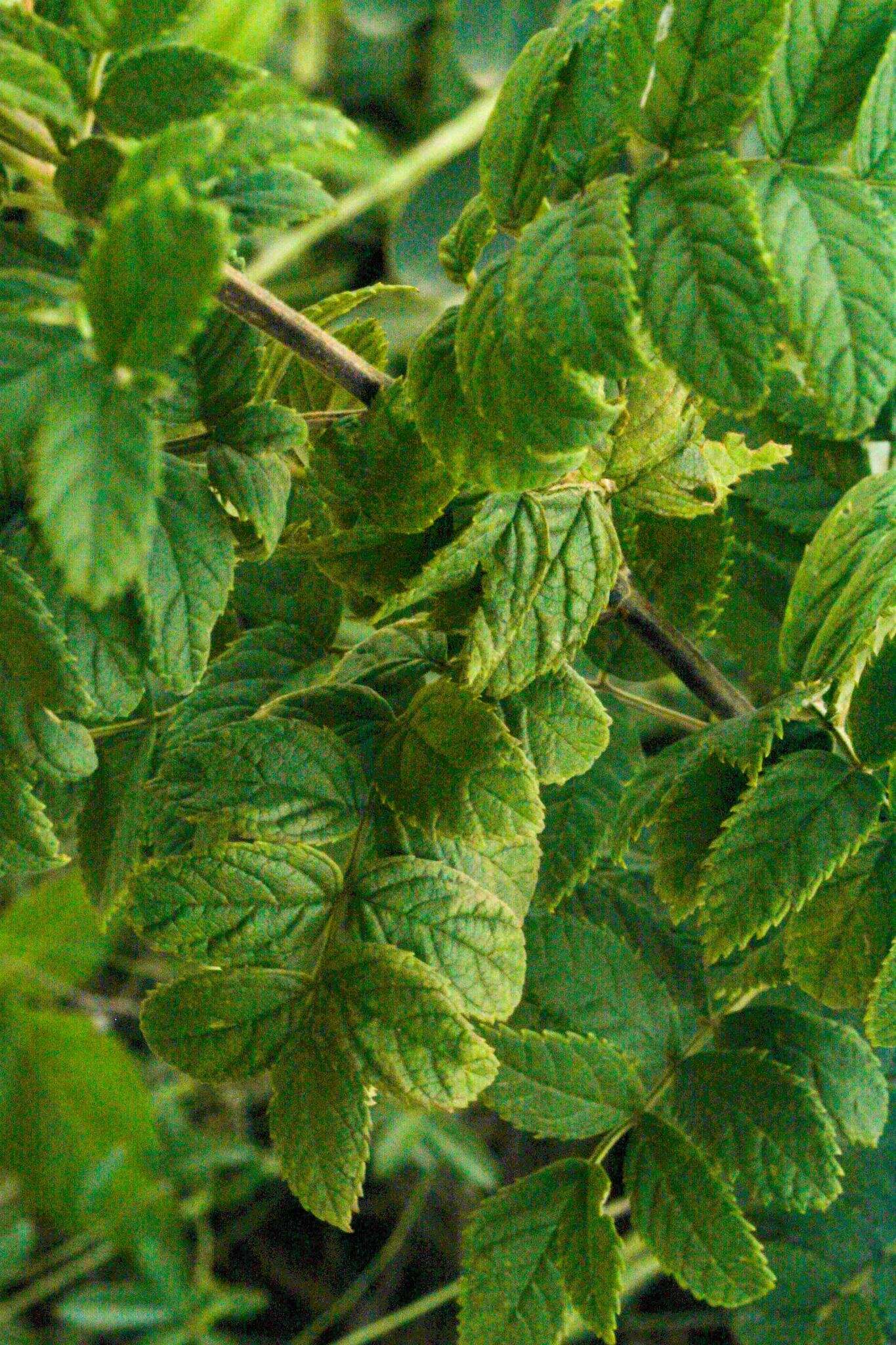 Image of Tecoma tenuiflora (A. DC.) Fabris