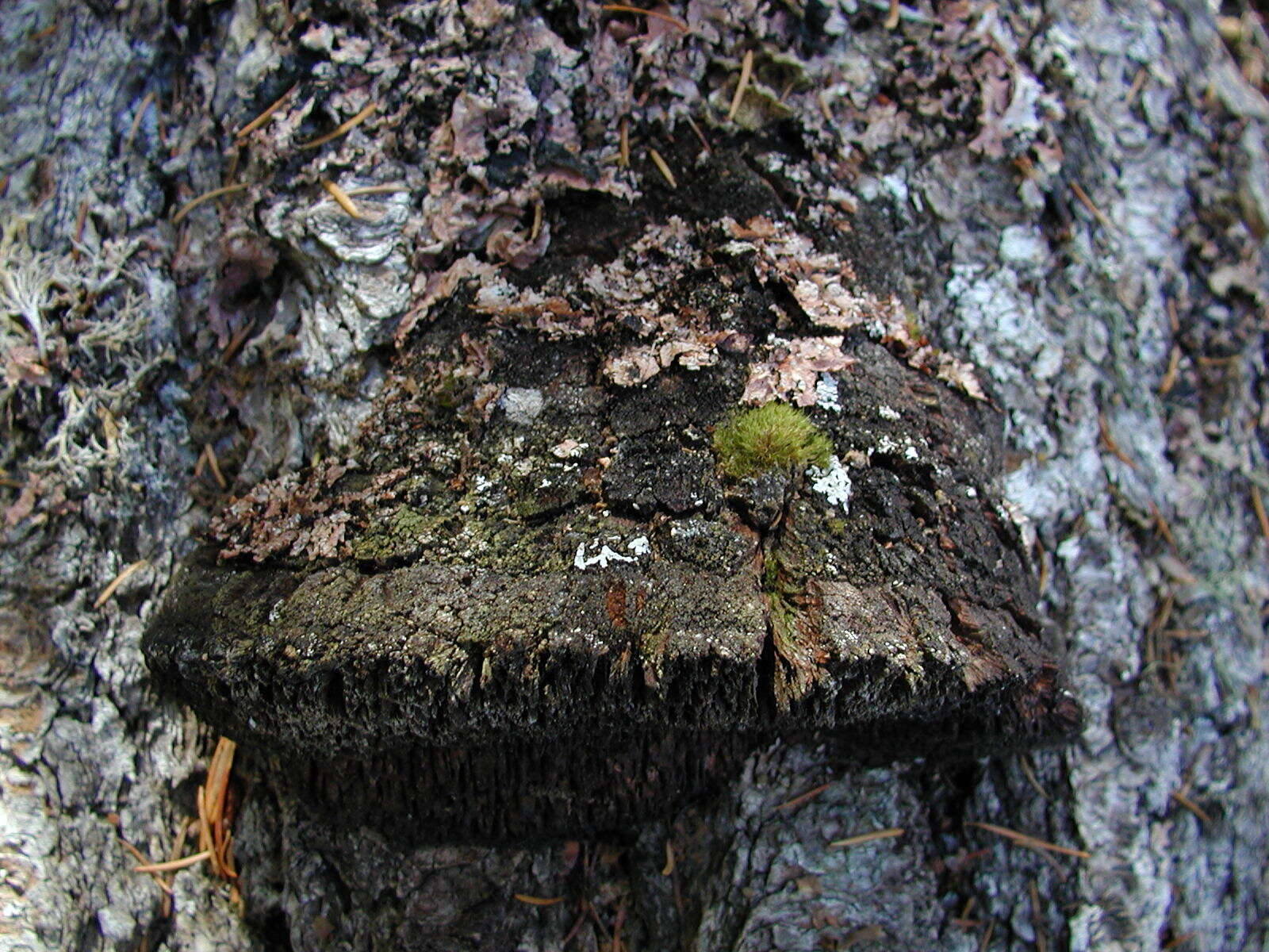 Image of Echinodontiaceae