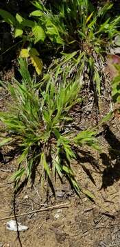 Image of western panicgrass