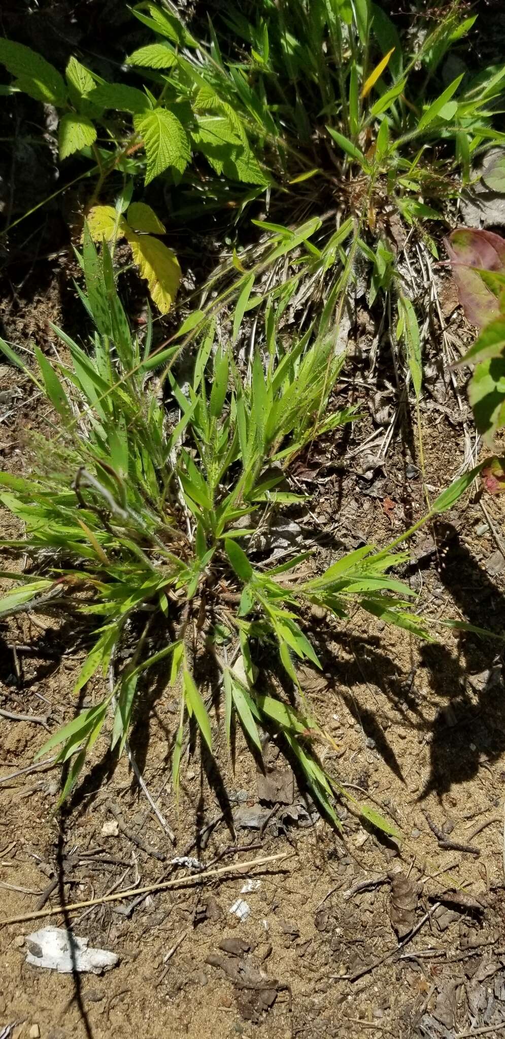 Plancia ëd Panicum acuminatum var. acuminatum