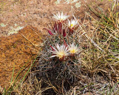 Image of Coryphantha clavata (Scheidw.) Backeb.