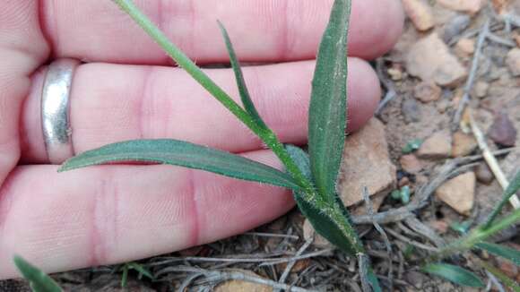 Image of Afroaster hispida (Thunb.) J. C. Manning & Goldblatt