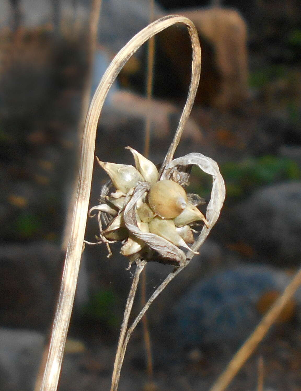 Image of Allium carinatum L.