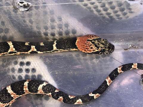 Image of Uribe's False Cat-eyed Snake