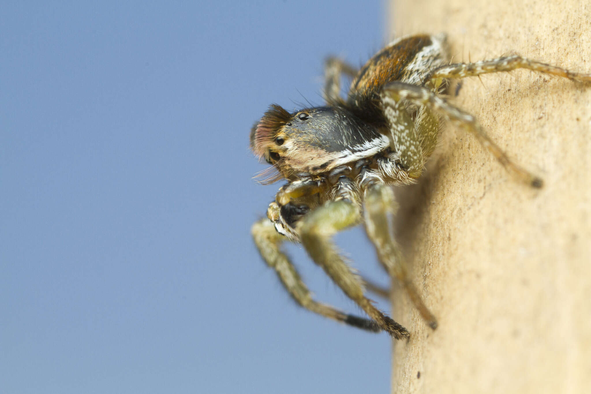 Image of Habronattus ophrys Griswold 1987