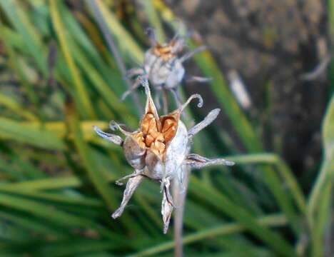 Image of alkali grass