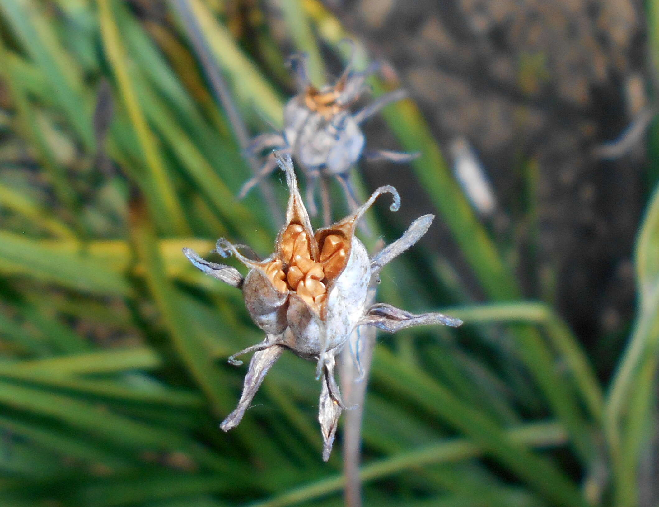 Image of alkali grass