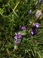 Image of Gentianella austriaca (A. & J. Kern.) Holub