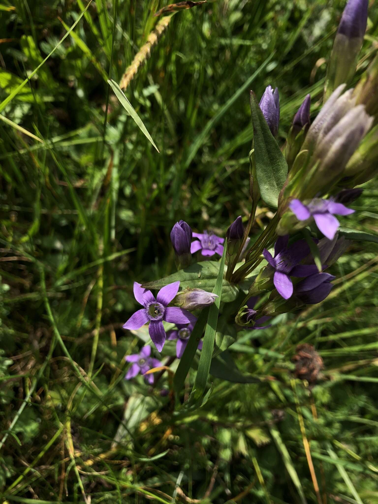 Image of Gentianella austriaca (A. & J. Kern.) Holub