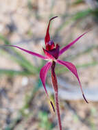 Imagem de Caladenia cruciformis D. L. Jones