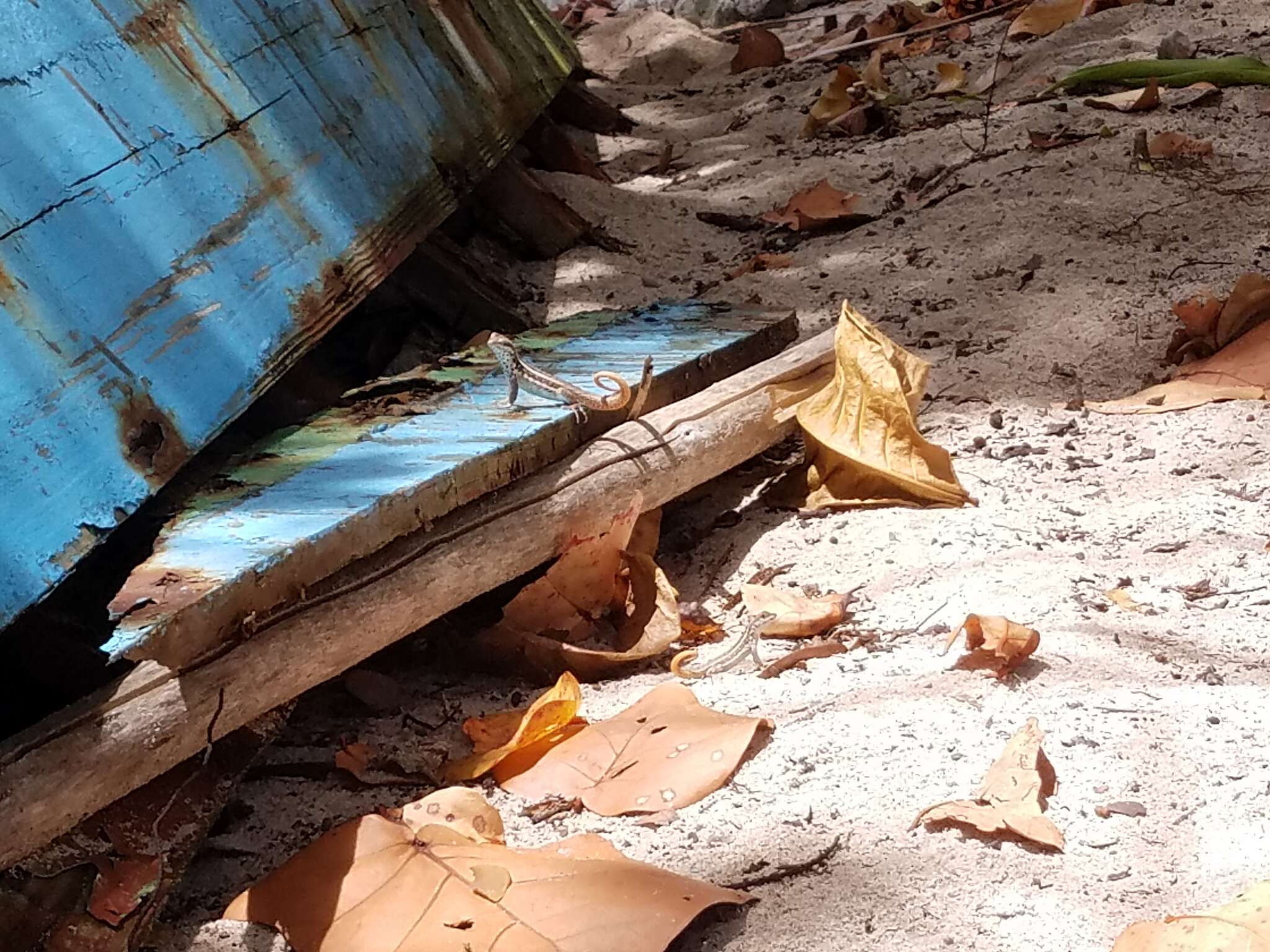 Image of Santo Domingo Curlytail Lizard