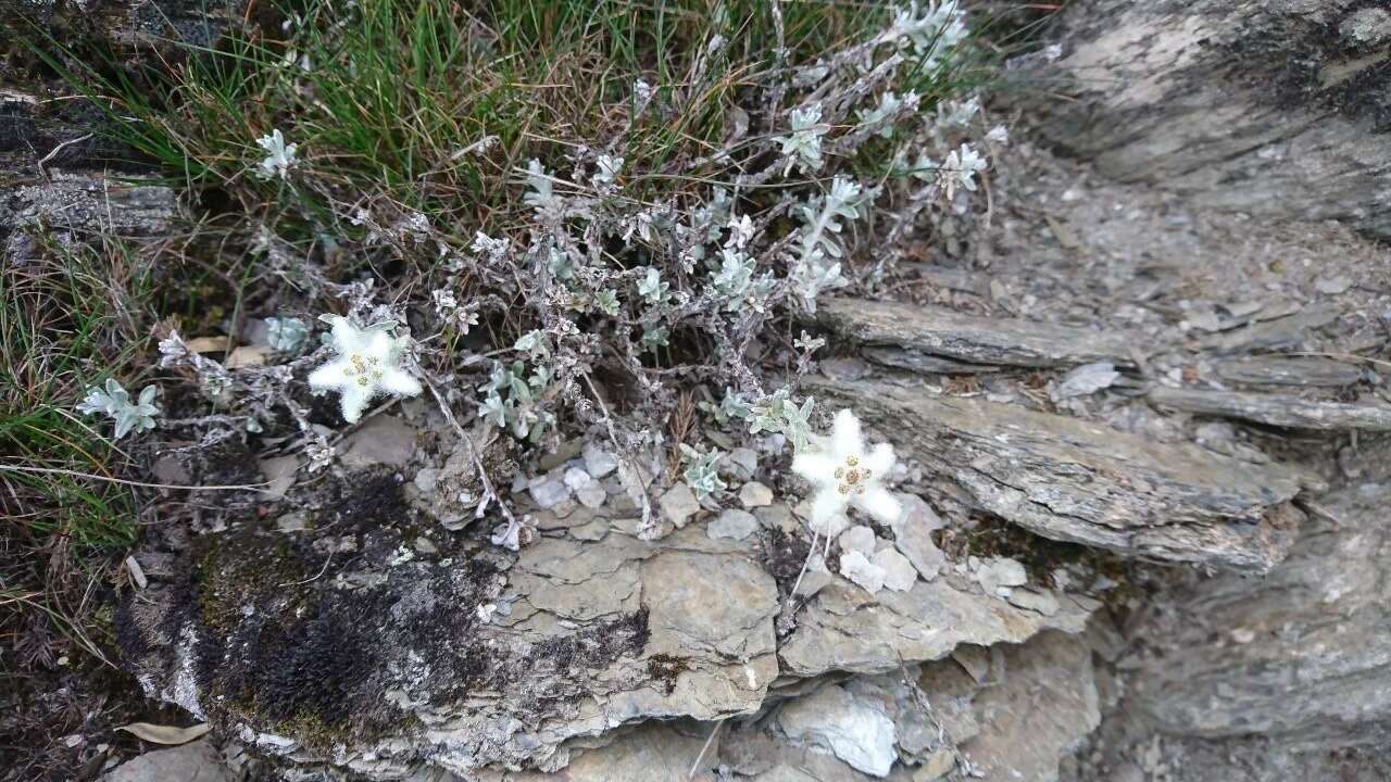 Image of Leontopodium microphyllum Hayata