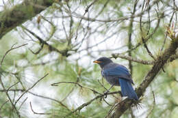 Image of Unicolored Jay