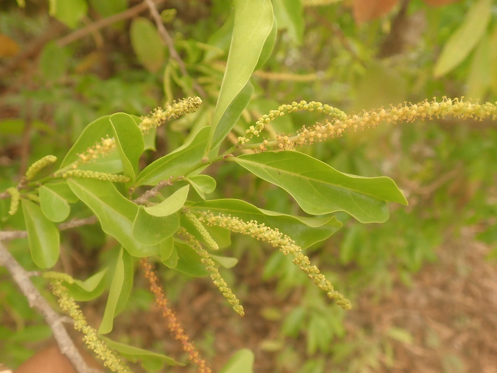 Image of Antidesma madagascariense Lam.