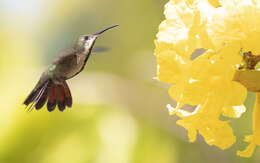 Image of Antillean Mango