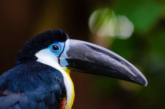 Image of Channel-billed Toucan