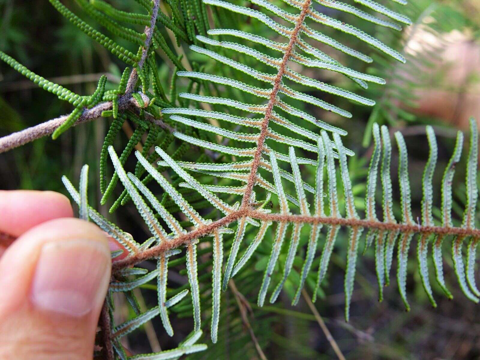 Image of Gleichenia dicarpa R. Br.