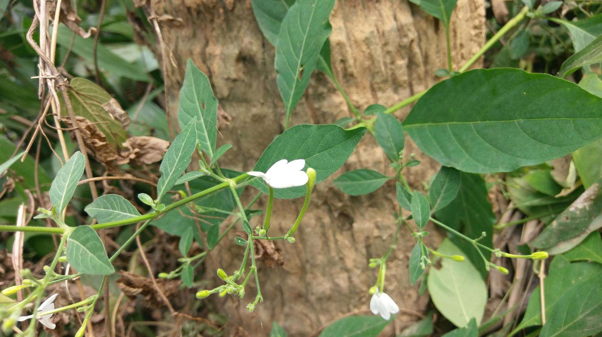 Sivun Rhinacanthus nasutus (L.) Kuntze kuva