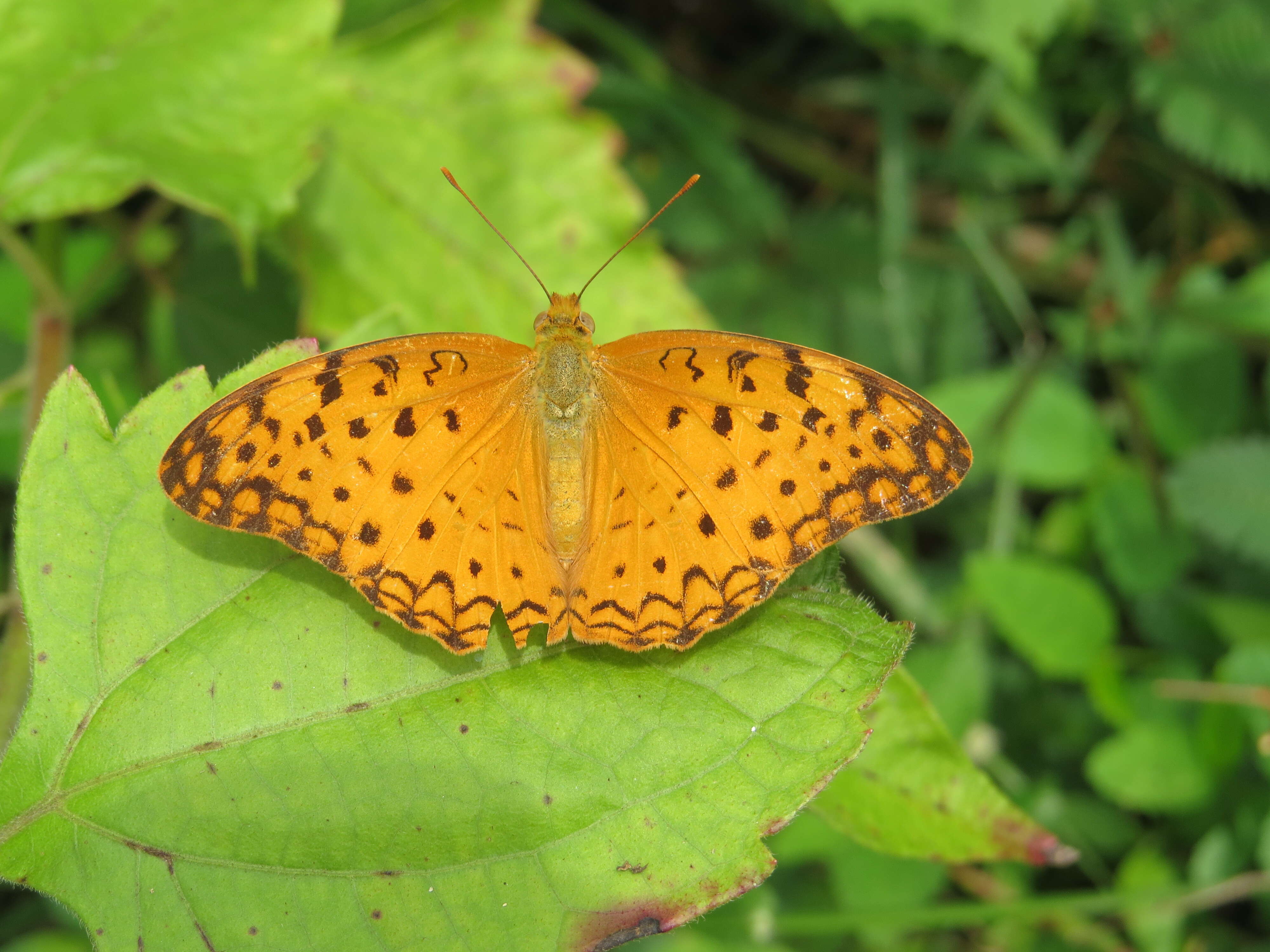 Image of Common Leopard