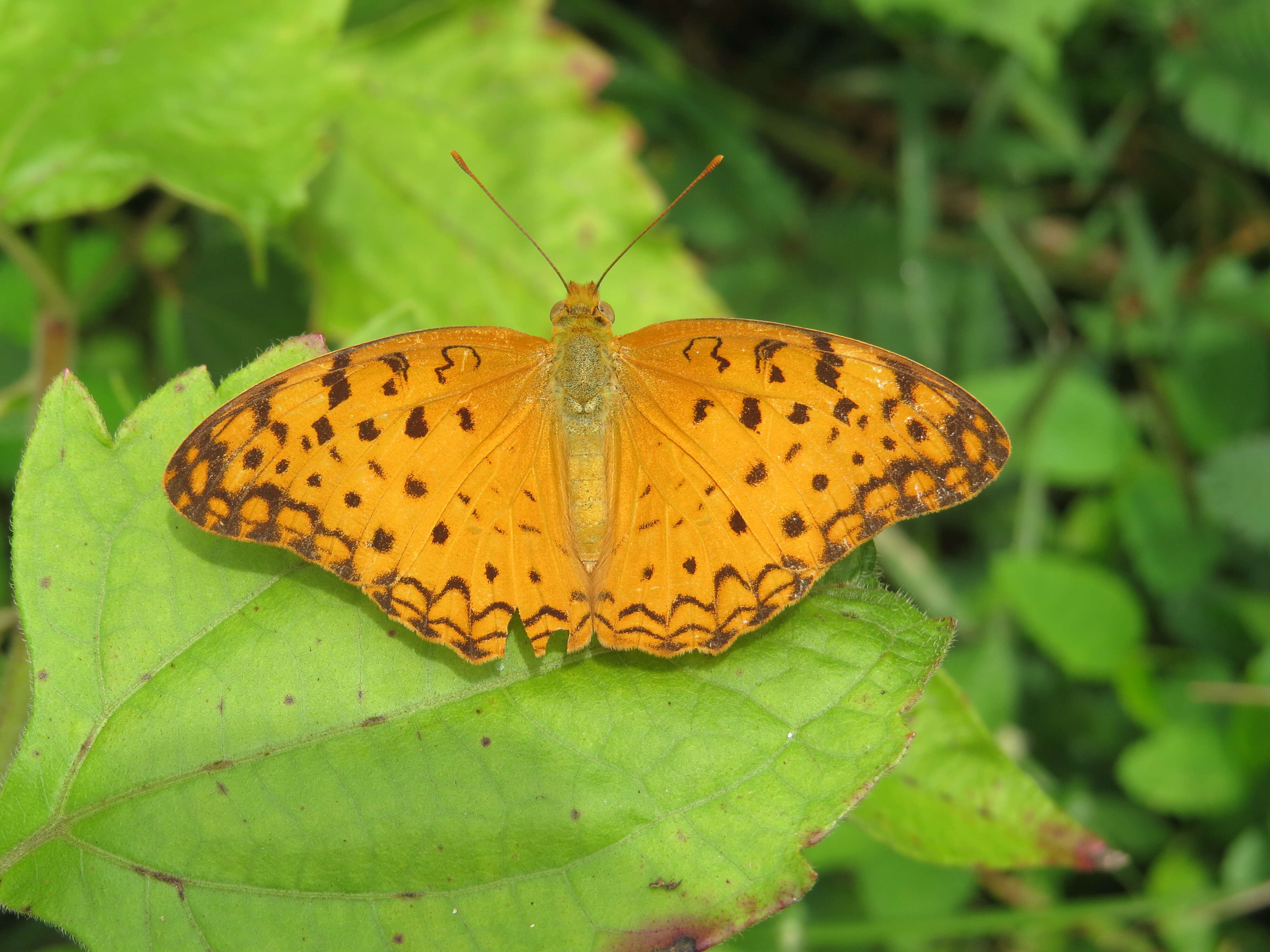 Image of Common Leopard