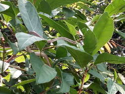 Image of Malayan Ringneck