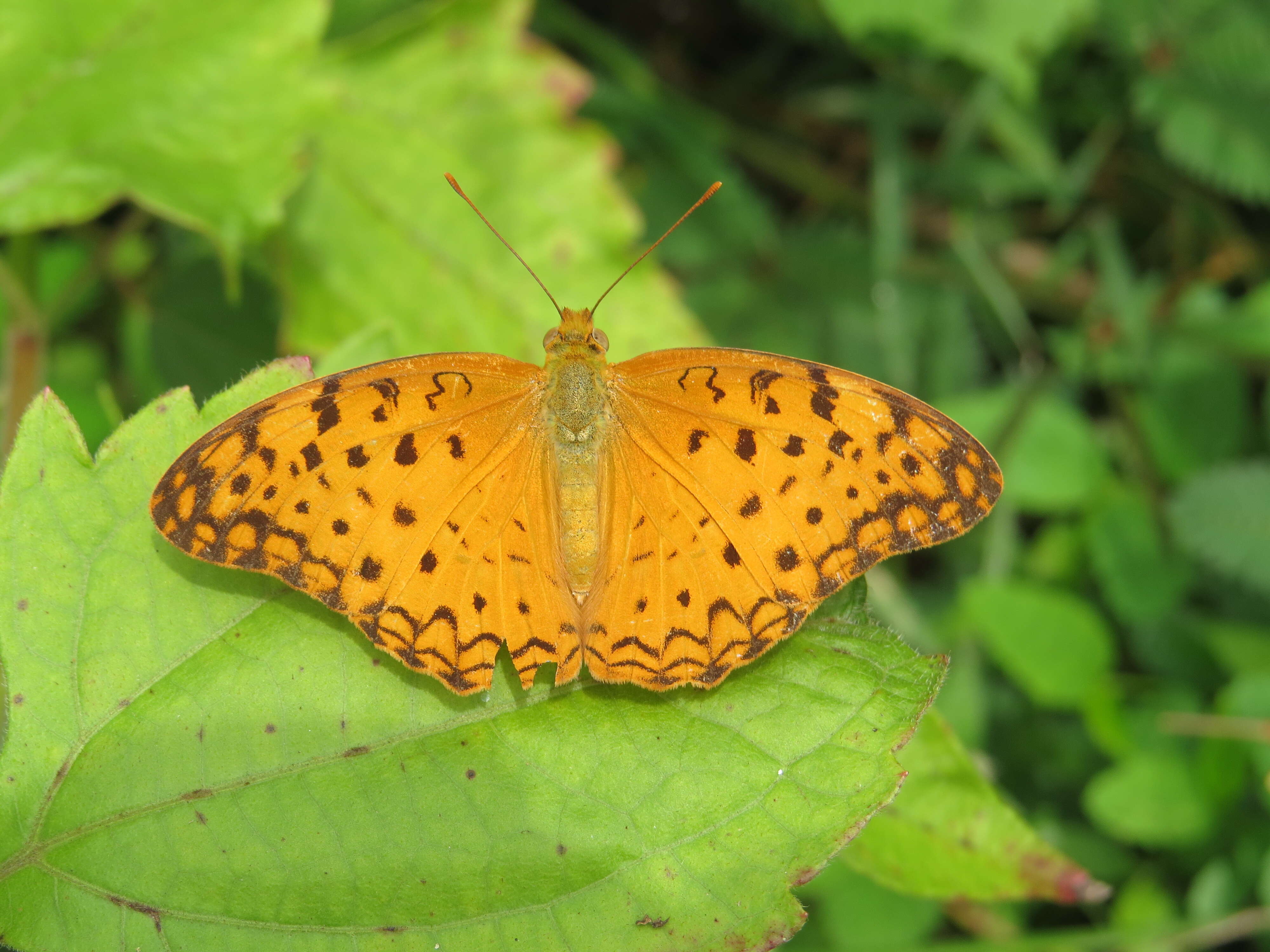 Image of Common Leopard