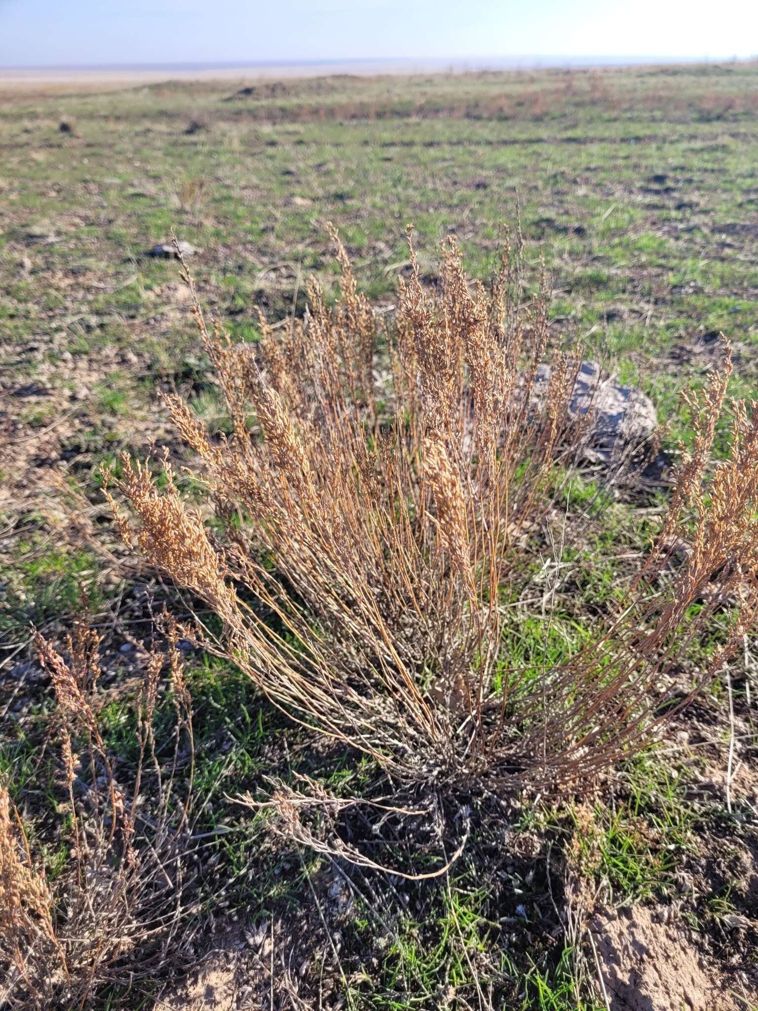 Imagem de Artemisia pauciflora